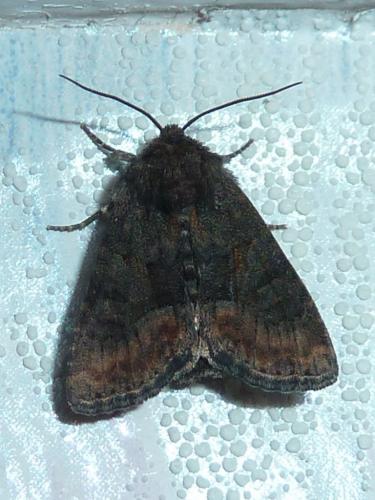 Réf. 183 177 : Oligia latruncula